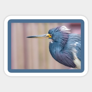 Tricolored Heron in Neck Tucked Pose Sticker